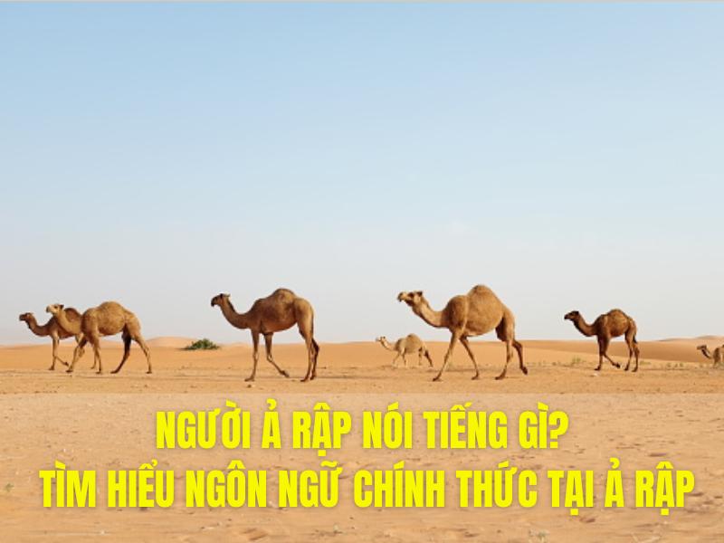 Người Ả Rập Nói Tiếng Gì