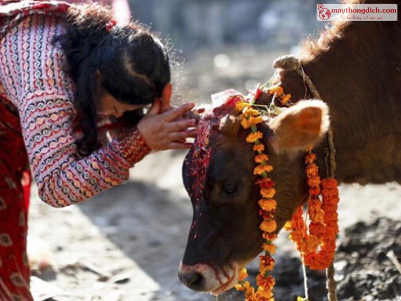 Người Ấn Độ không ăn thịt bò vì họ xem bò là con vật linh thiêng trong đạo Hindu