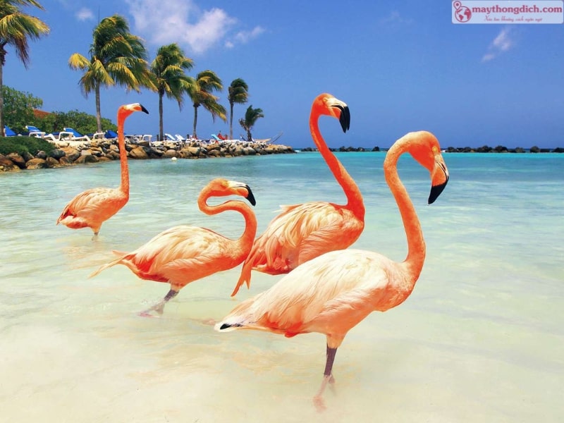 Học Tiếng Bahamas Có Khó Không