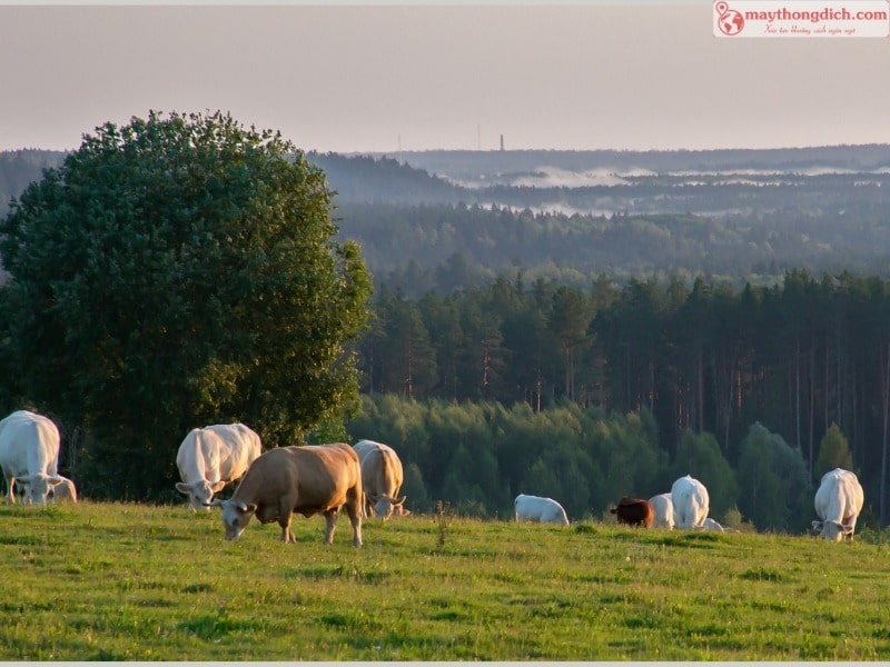 Học Tiếng Latvia Có Khó Không